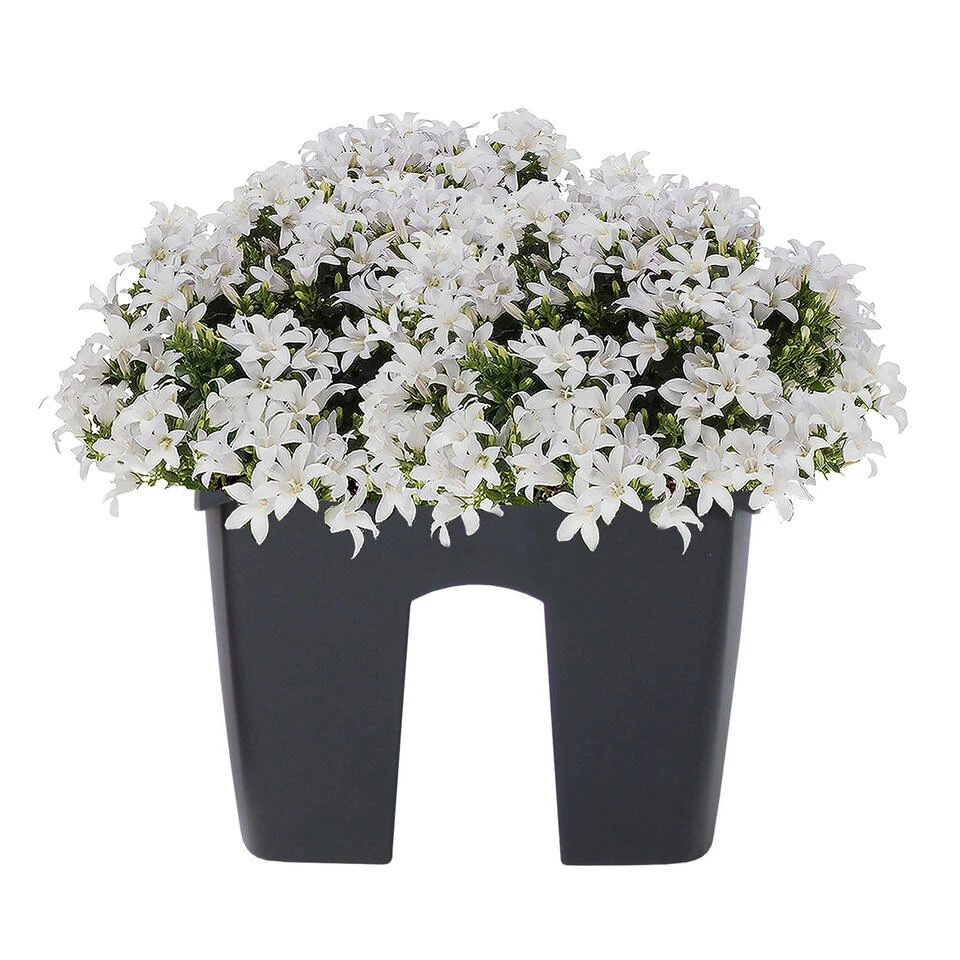 Prosperplast Plantenbak - Railing - Kunststof - 24 Cm - Antraciet 4 Prosperplast Plantenbak - Railing - Kunststof - 24 Cm - Antraciet - Afbeelding 2